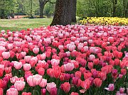 16messer tulipano